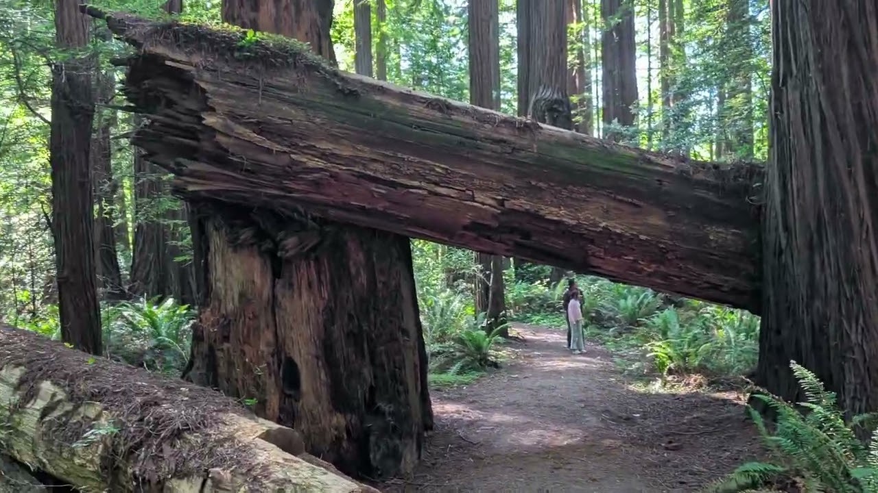 [8K]  Star Wars: Return of the Jedi Filming Locations - Cheatham Grove Grizzly Creek Redwoods 1/4