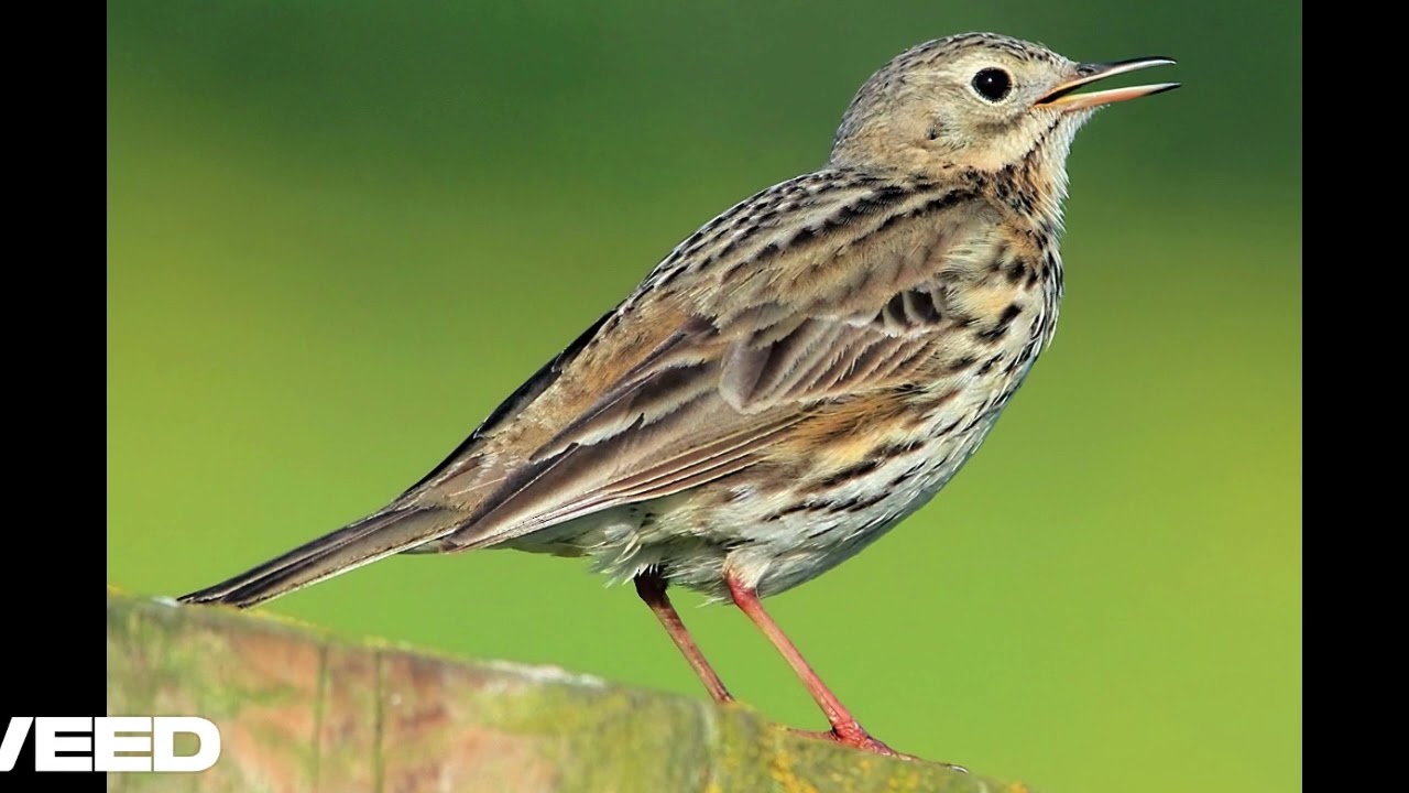 Meadow Pipit - Songs