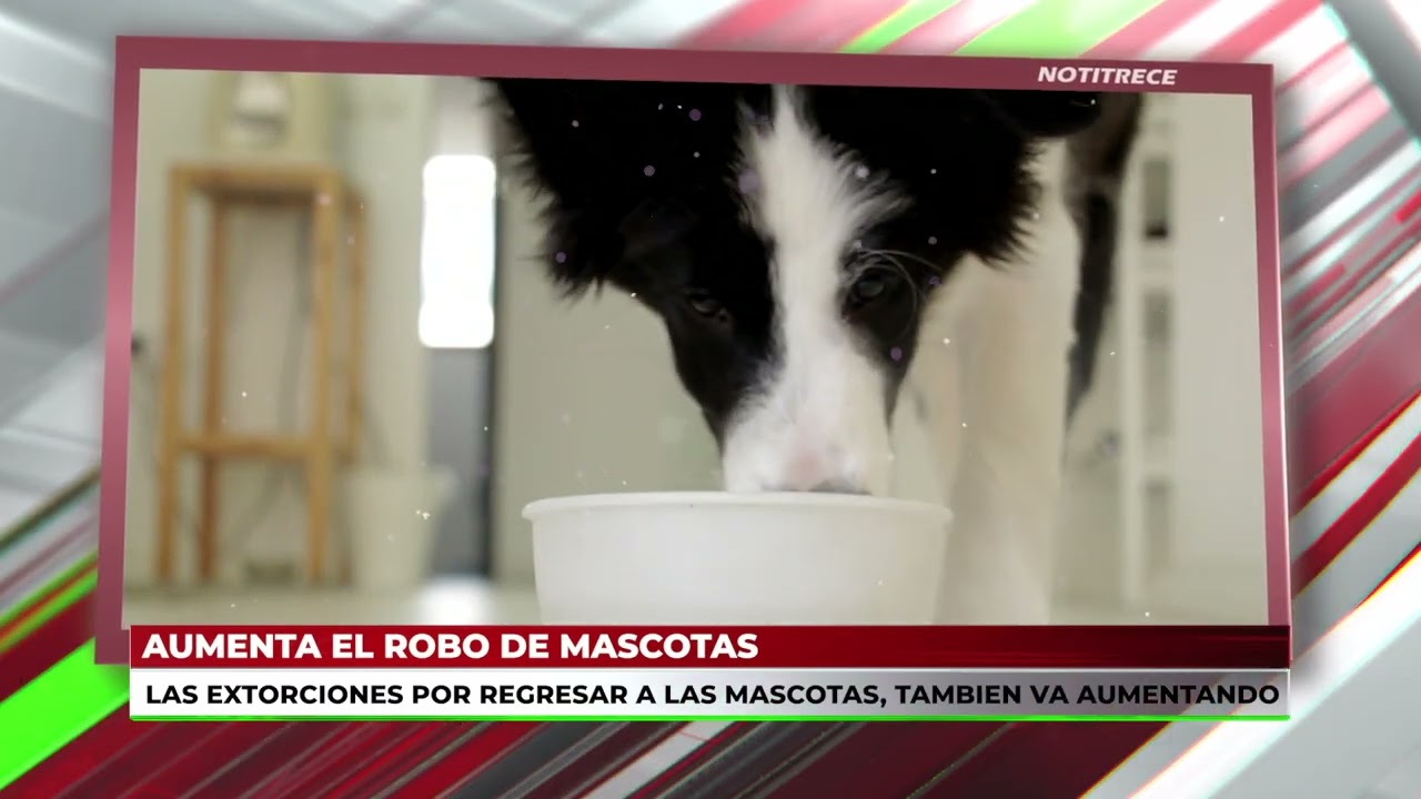 AUMENTA ROBO DE MASCOTAS EN # ZONA METROOLITANA DE #GUADALAJARA