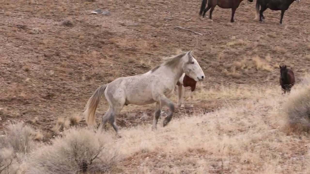 A day on the Onaqui Wild Horse Management Area in Utah's West Desert. Part 1