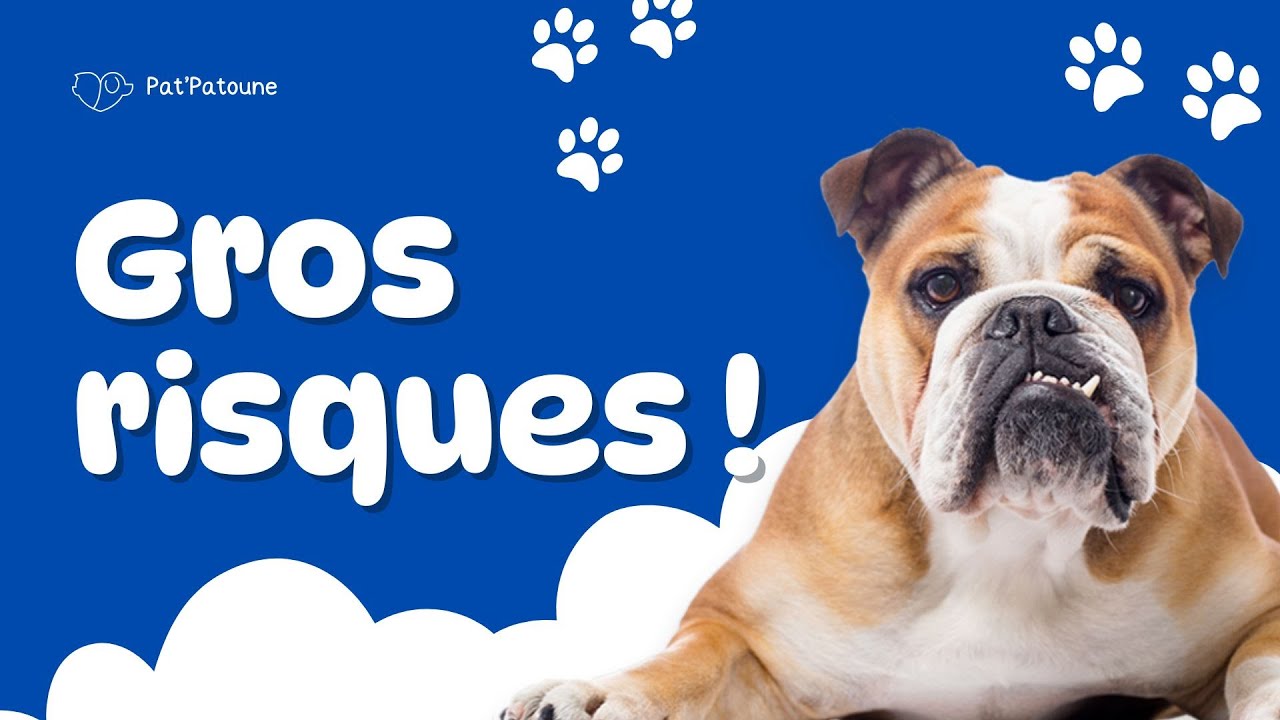 10 races de chiens à risques de santé (frais véto explosent🚀)