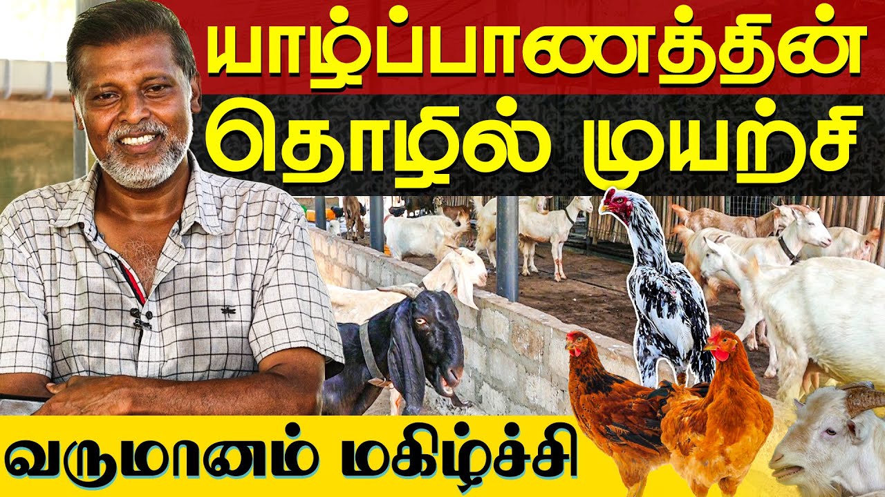 வருமானத்தை பெருக்கும் யாழின் தொழில் முயற்சி | Chulipuram Model Farm | Chulipuram West | IBC