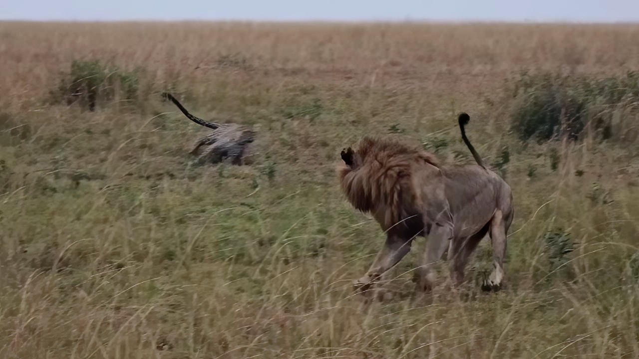 Leopard charges at a male lion to save her cubs