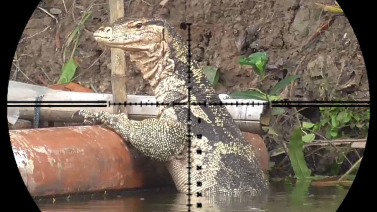 BERBURU BIAWAK SPOT TAMBAK NILA//BMW SLUG