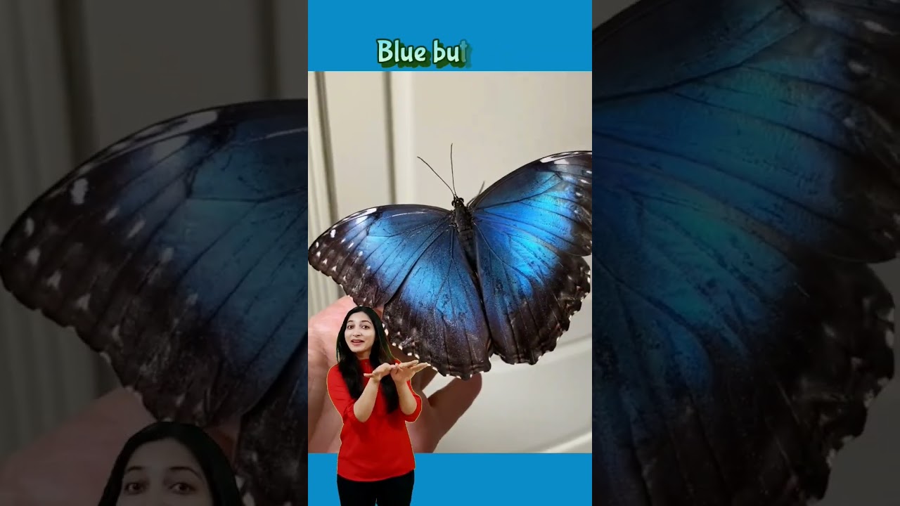 Color song | Blue color | Colors for kids | WATRstar #watrstar #colors #blue