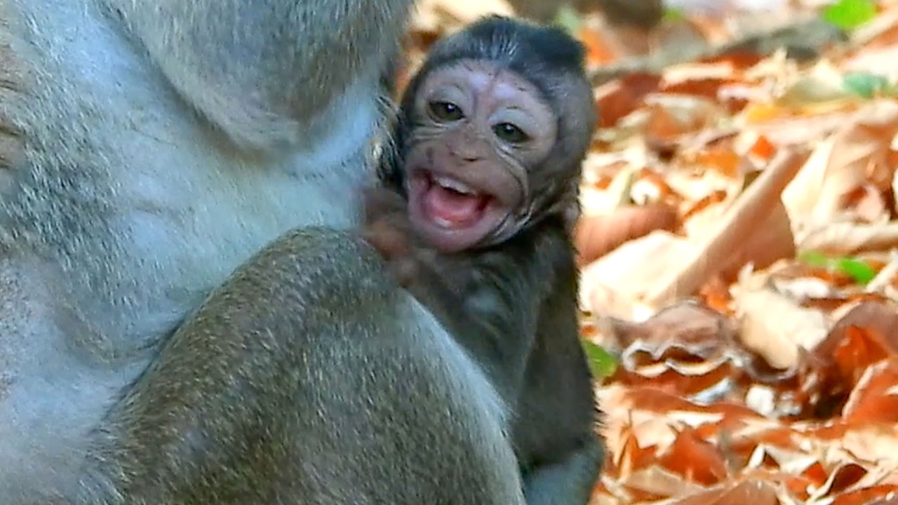 S@dness.. A Little JIVA str\uggling to protest mom JAZZY stop donated her.