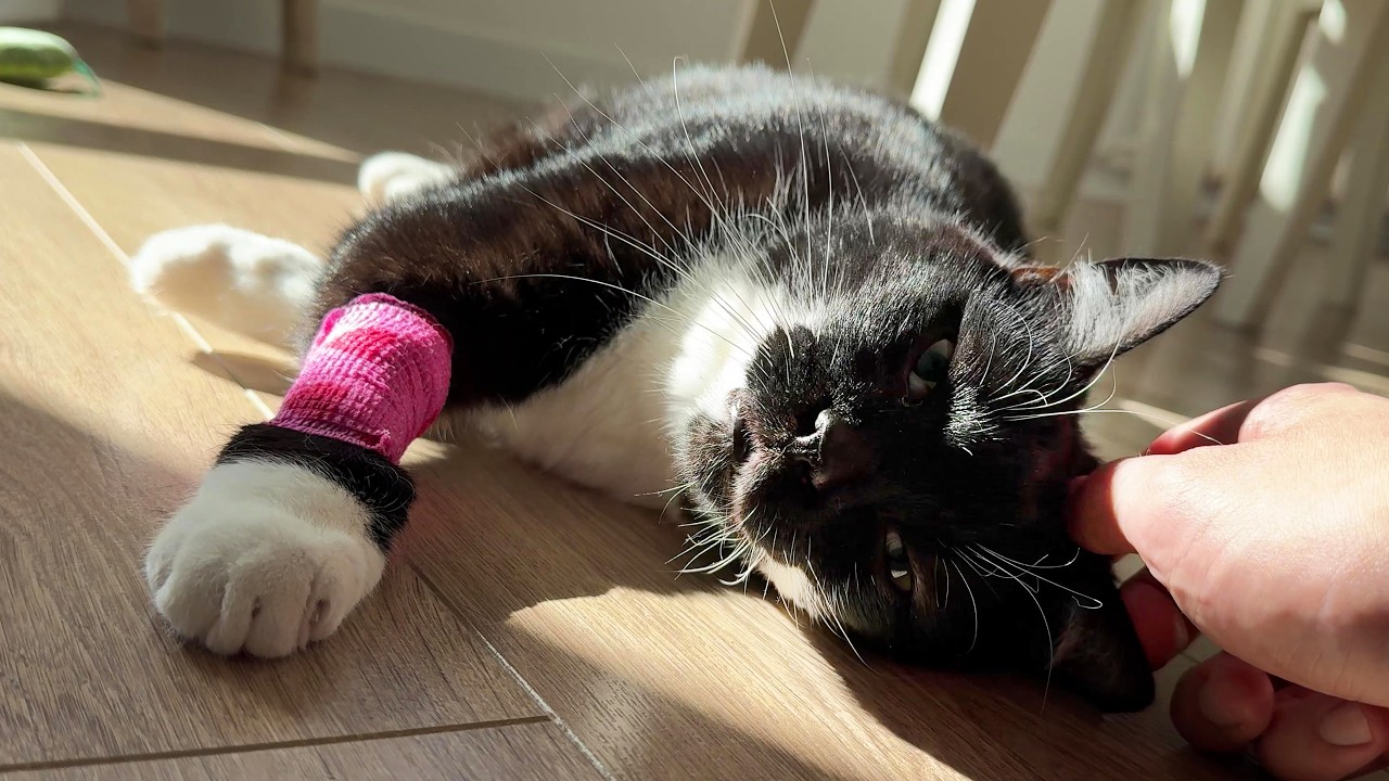 The day my cat had surgery&hellip; and his recovery really surprised me
