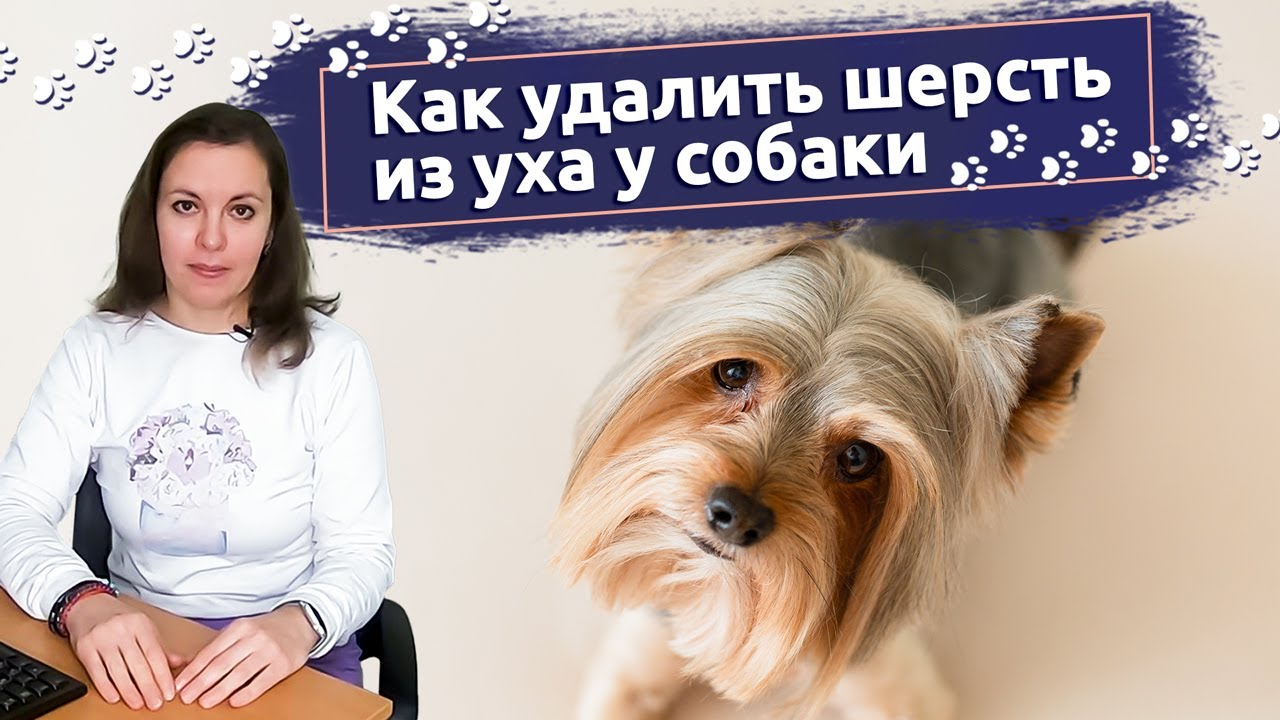 Будни грумера: Как удалить шерсть из уха у собаки | Ветклиника 