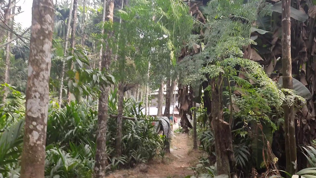 Battlenut | supari farming in Nepal | supari kheti | 5 lakhs bagan madhumalla