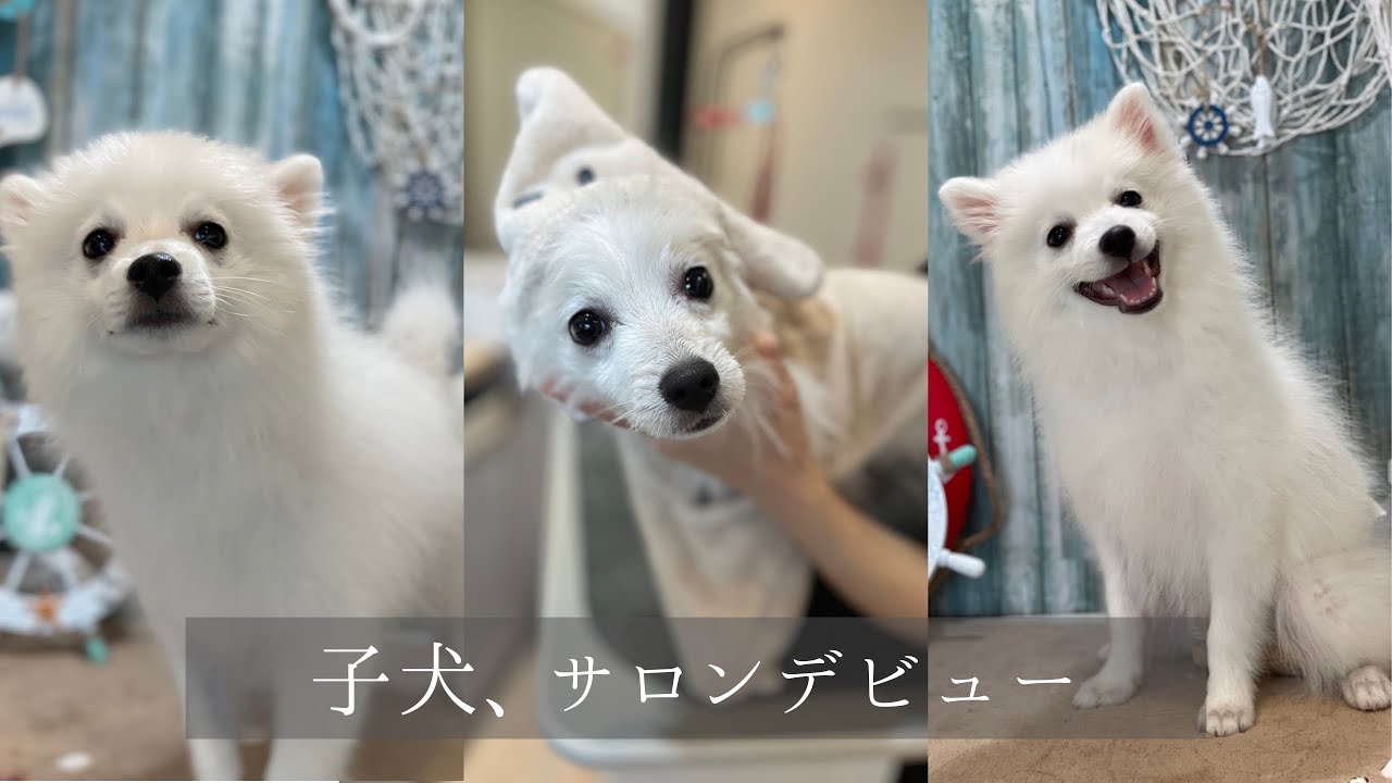 サロンデビューでふわっふわのサラッサラになる子犬が天使