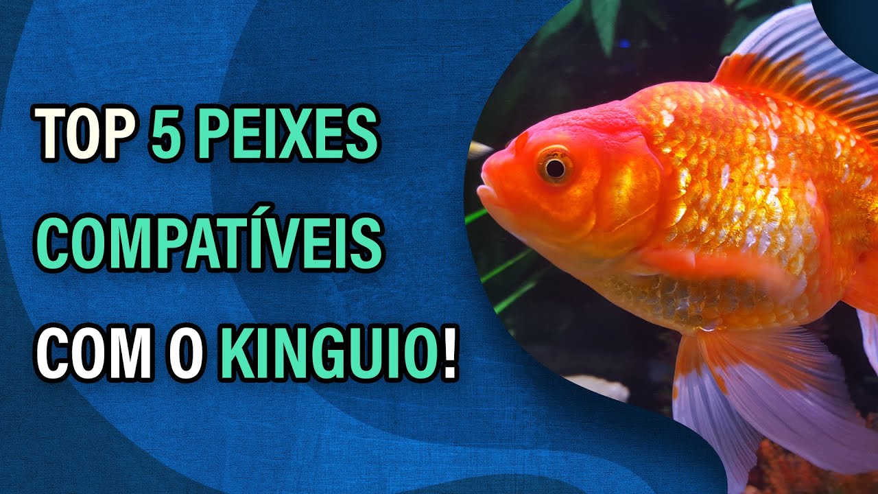 Top 5 peixes compatíveis com o kinguio (Peixinho Dourado)