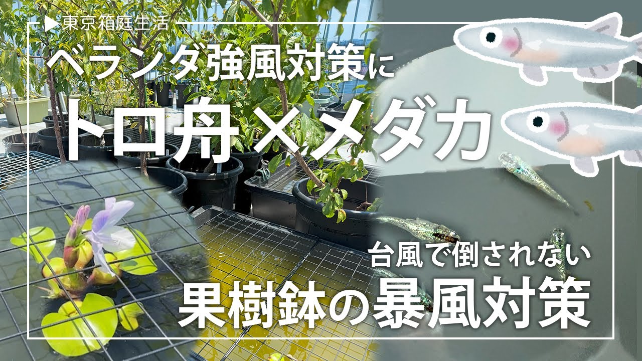 【ベランダ園芸】台風シーズン前のベランダ強風対策！トロ舟×メダカで一石二鳥【ルーフバルコニー活用】