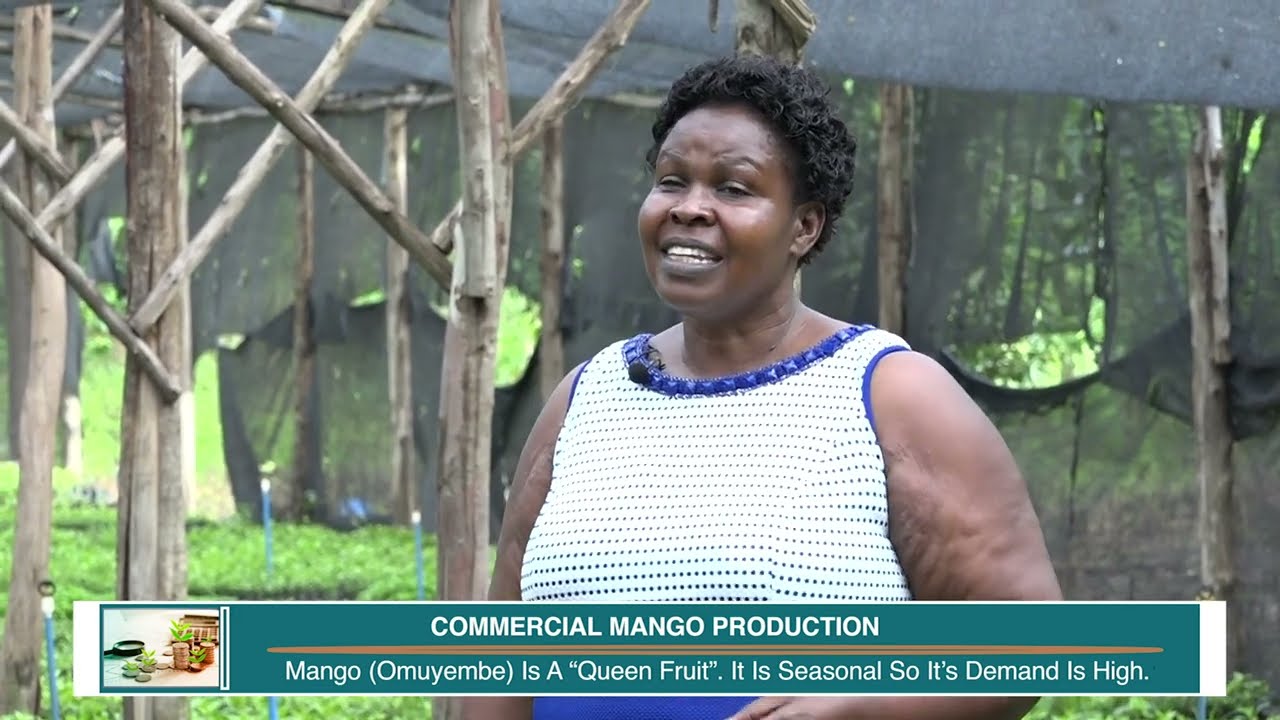 Uganda's Biggest Mango (Fruit) Farmer Millionaire on over 200 acres of land - Fruit Farming.