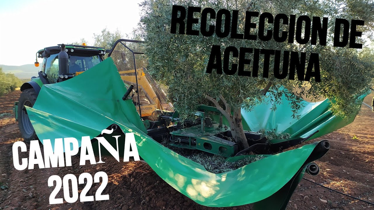 RECOLECCION DE ACEITUNA CON PARAGUAS - CAMPAÑA 2022