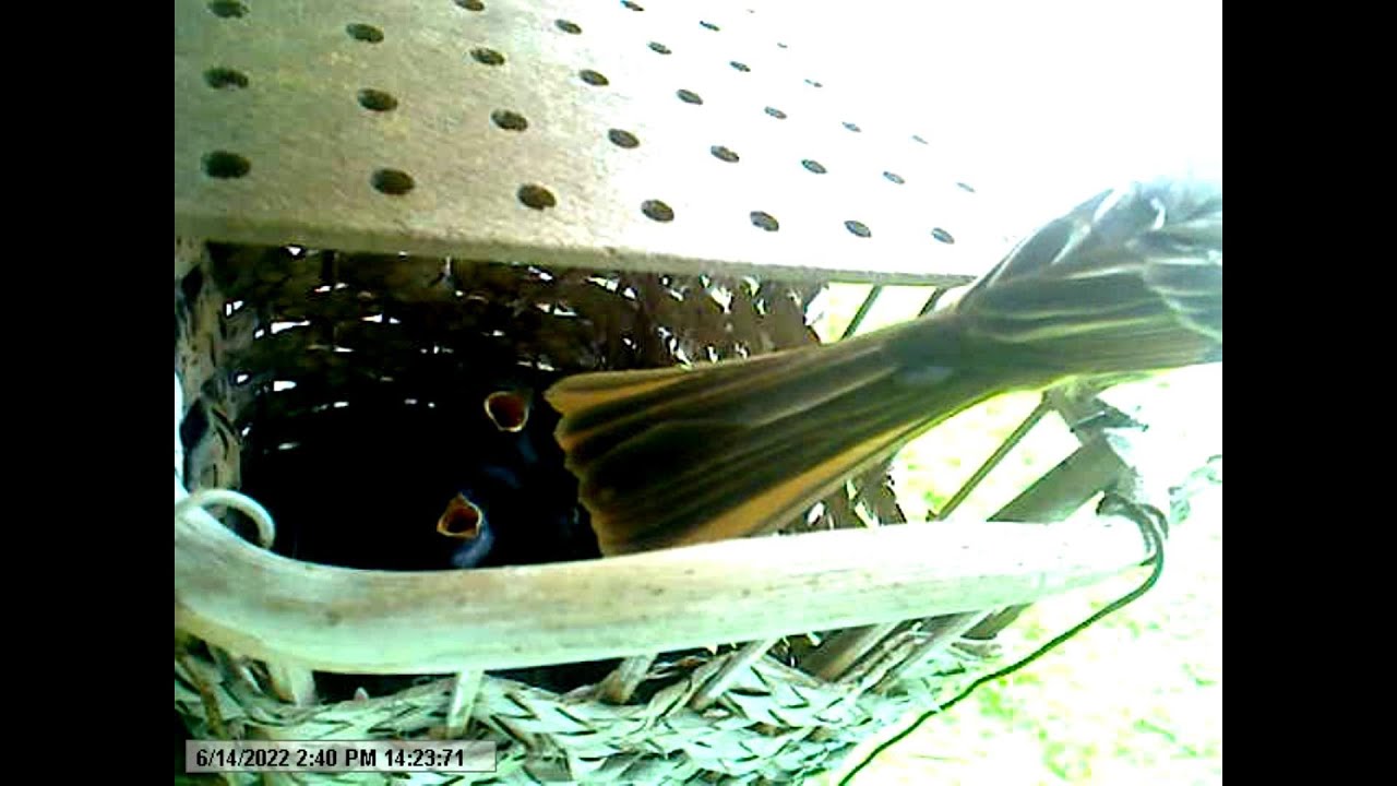 Acadian Flycatcher nest in eaves basket with 6 fledglings (Maybe Great Crested Flycatcher)