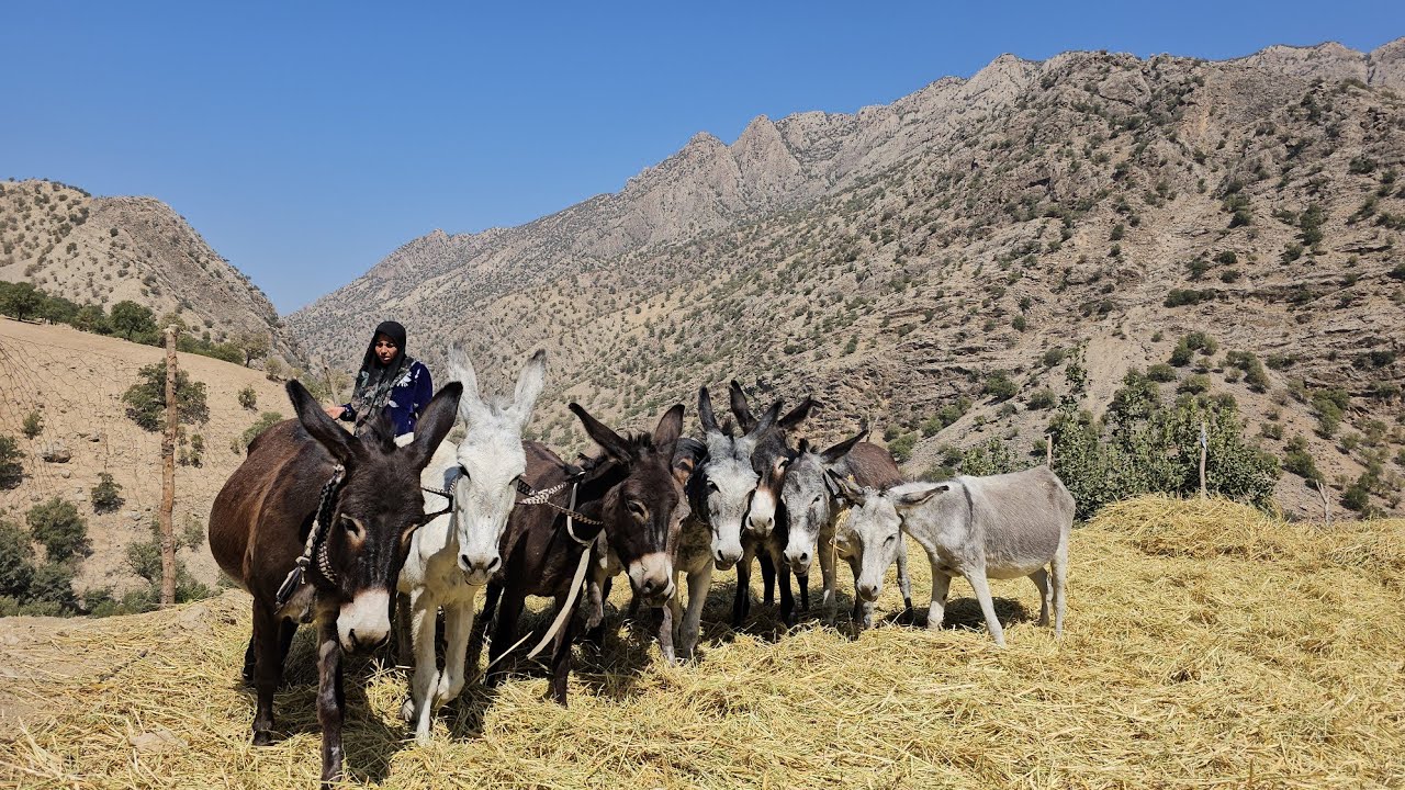 Nomadic Family’s Struggle for Survival | Collecting and Grinding Fodder with Donkeys in Ancient Iran