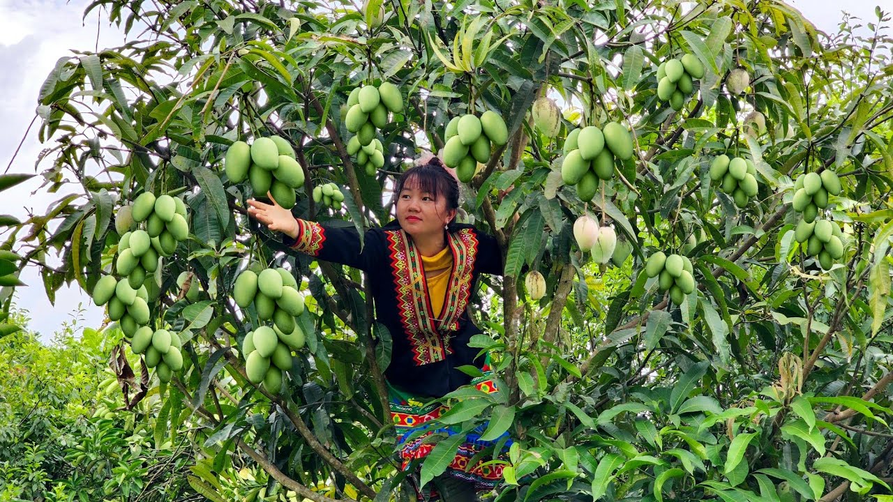 Sung Thi So grows beans in her garden:  harvests green mangoes to eat and sell.
