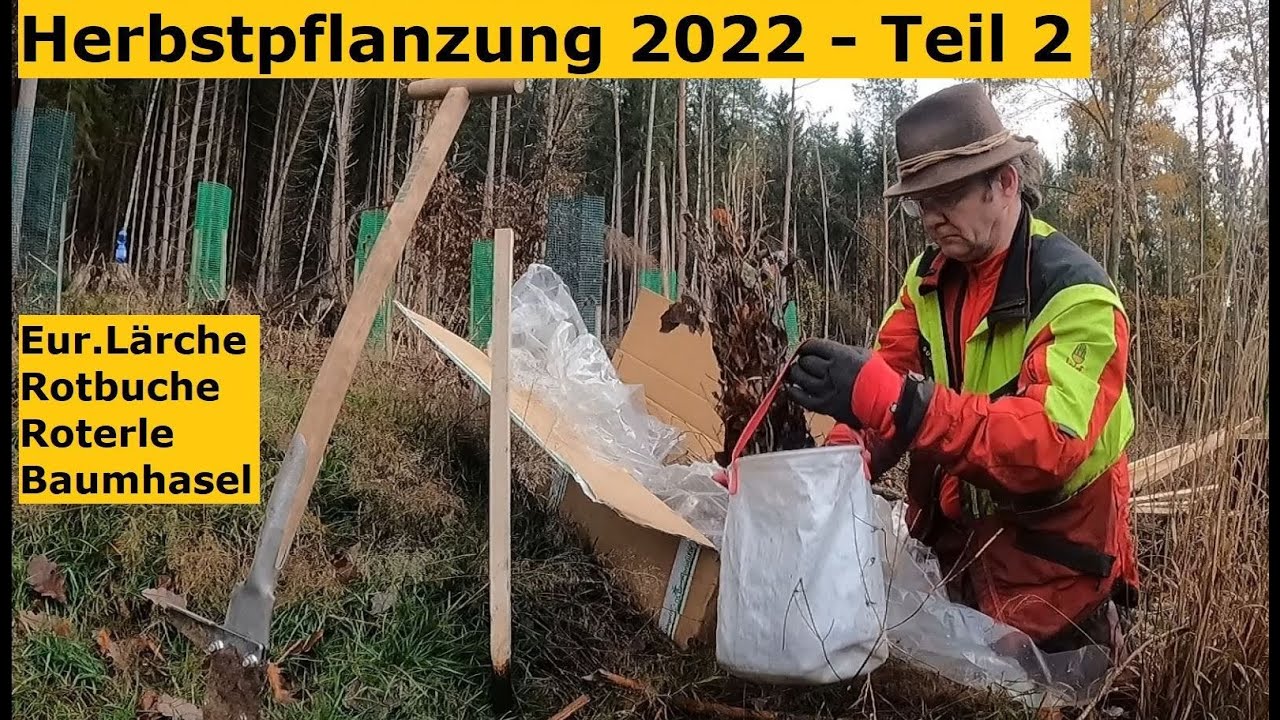Waldbauerbericht: Herbstpflanzung 2022 ZWEITER TEIL mit Pflanzgut aus der Baumschule