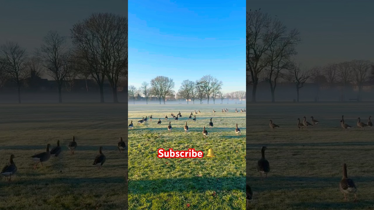 Gummonin from Canada 🪿 