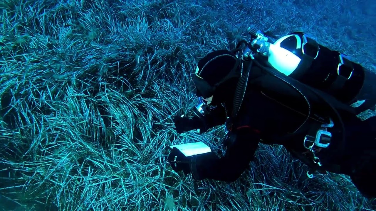 Corso Biologia e Foto Video - Elba 2023
