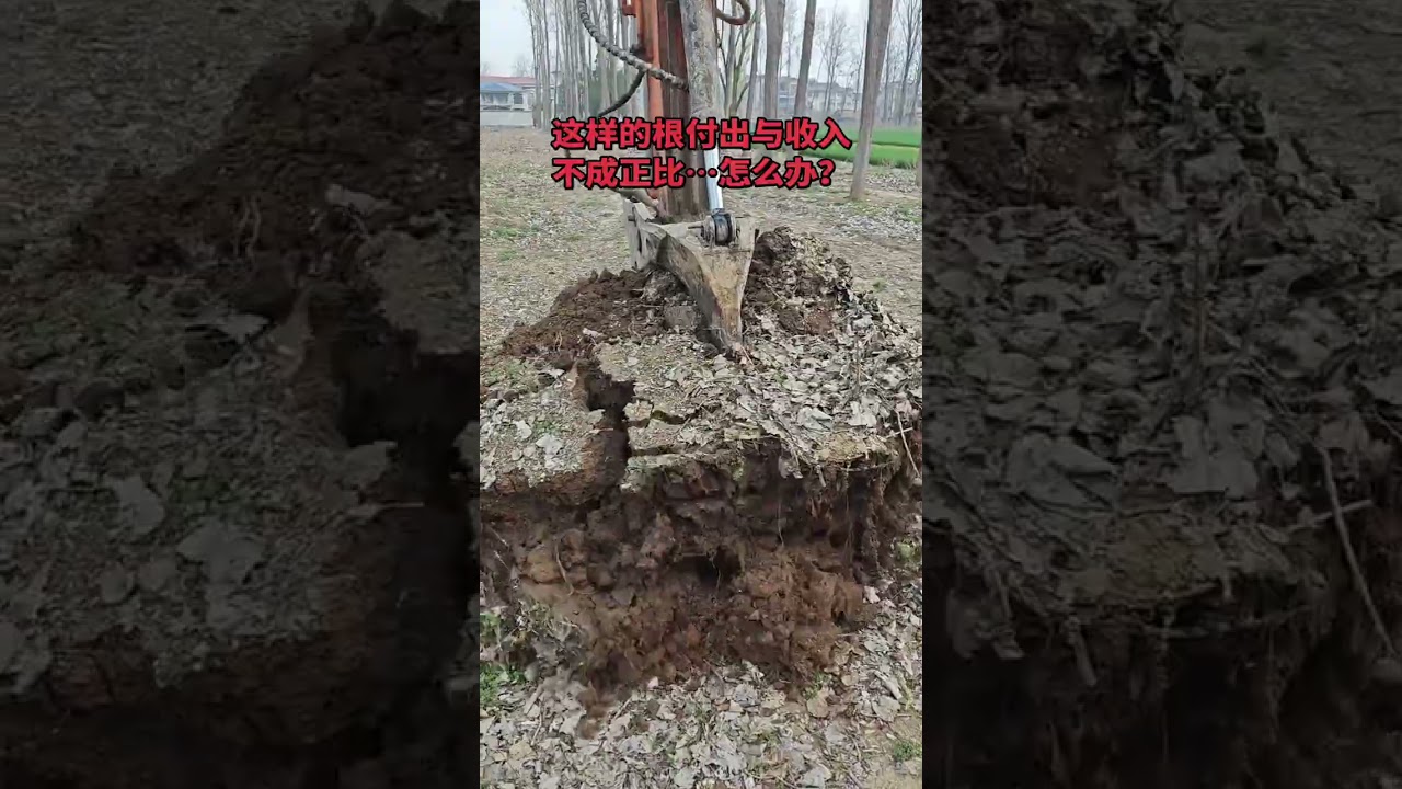 挖樹根解壓 極度舒適 沉浸式挖樹根，一挖到底，乾淨又利落！ #挖樹根的小許 #真實生活分享計劃 #挖樹根解壓 #挖掘機 #農村日常