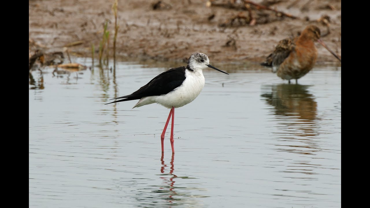 Black-winged Stilt, Frampton Marsh RSPB, Lincolnshire, 16/7/23