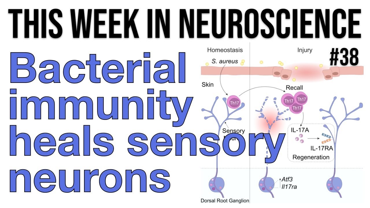 TWiN 38: Bacterial immunity heals sensory neurons