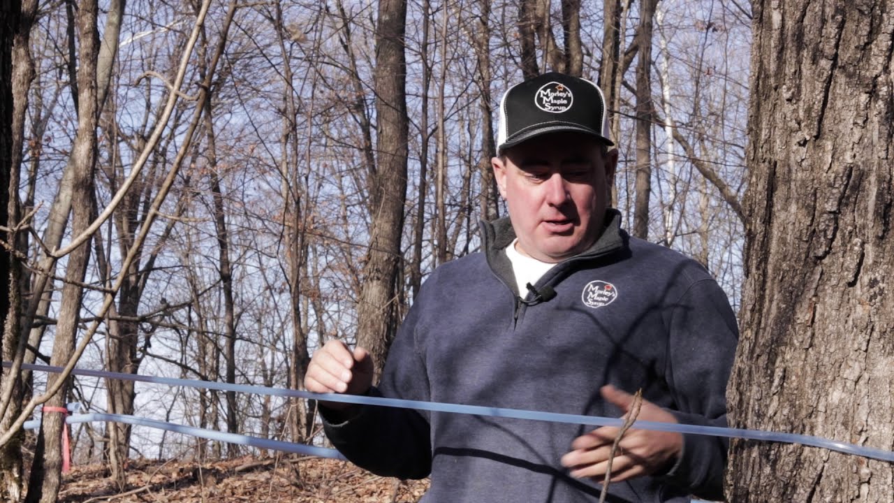 How to hang lateral lines| Maple Syrup