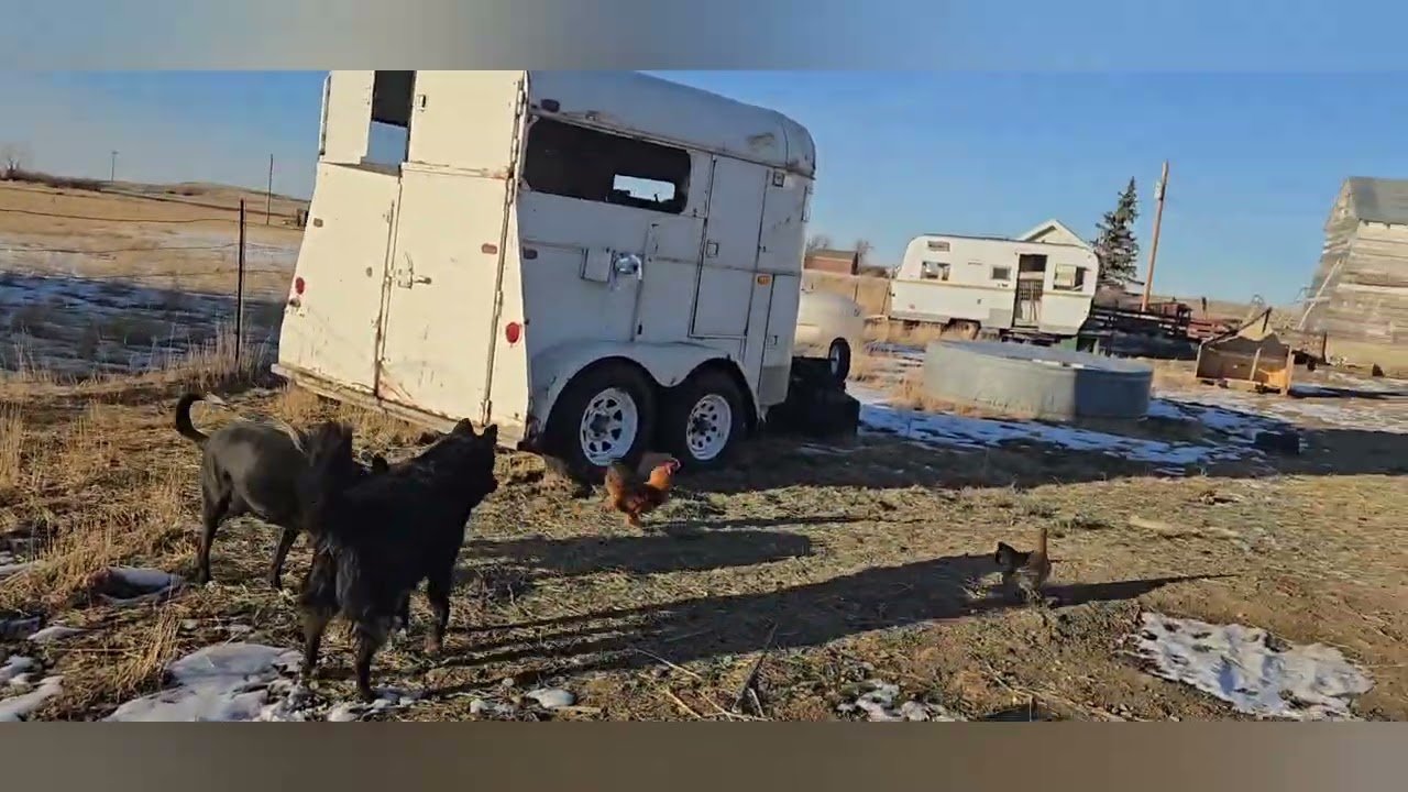 Chicks in February?? #chicks #farmanimalct  #farmlife 