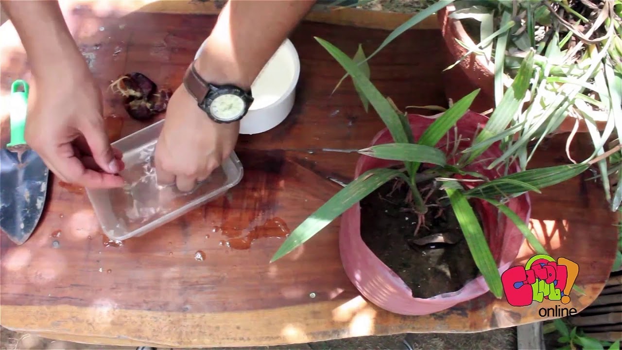 Growing Date Palm | Activities | Candy Club Online