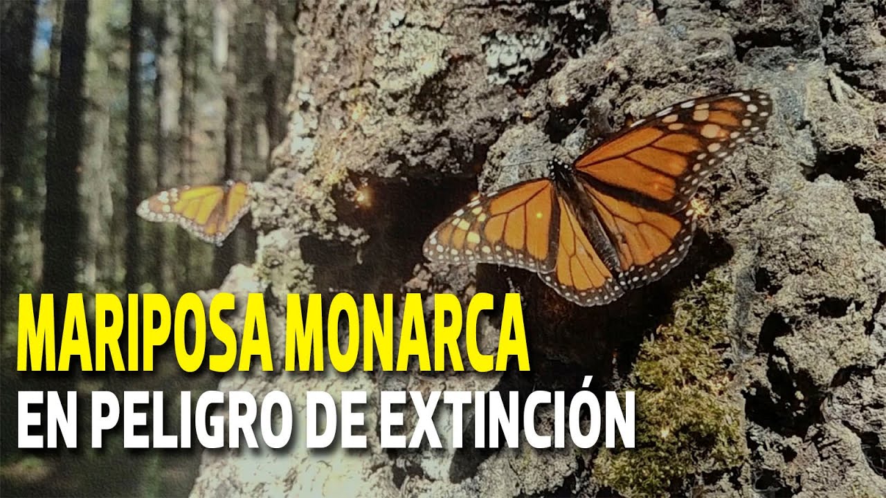 La Mariposa monarca, en peligro de extinción