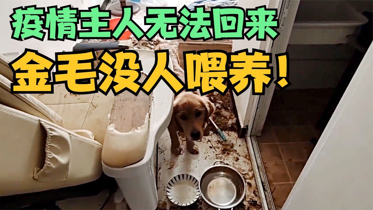 主人疫情無法回來，金毛犬餓瘋了，網上求助好心鄰居幫忙餵養，小伙打開門後卻驚呆了......