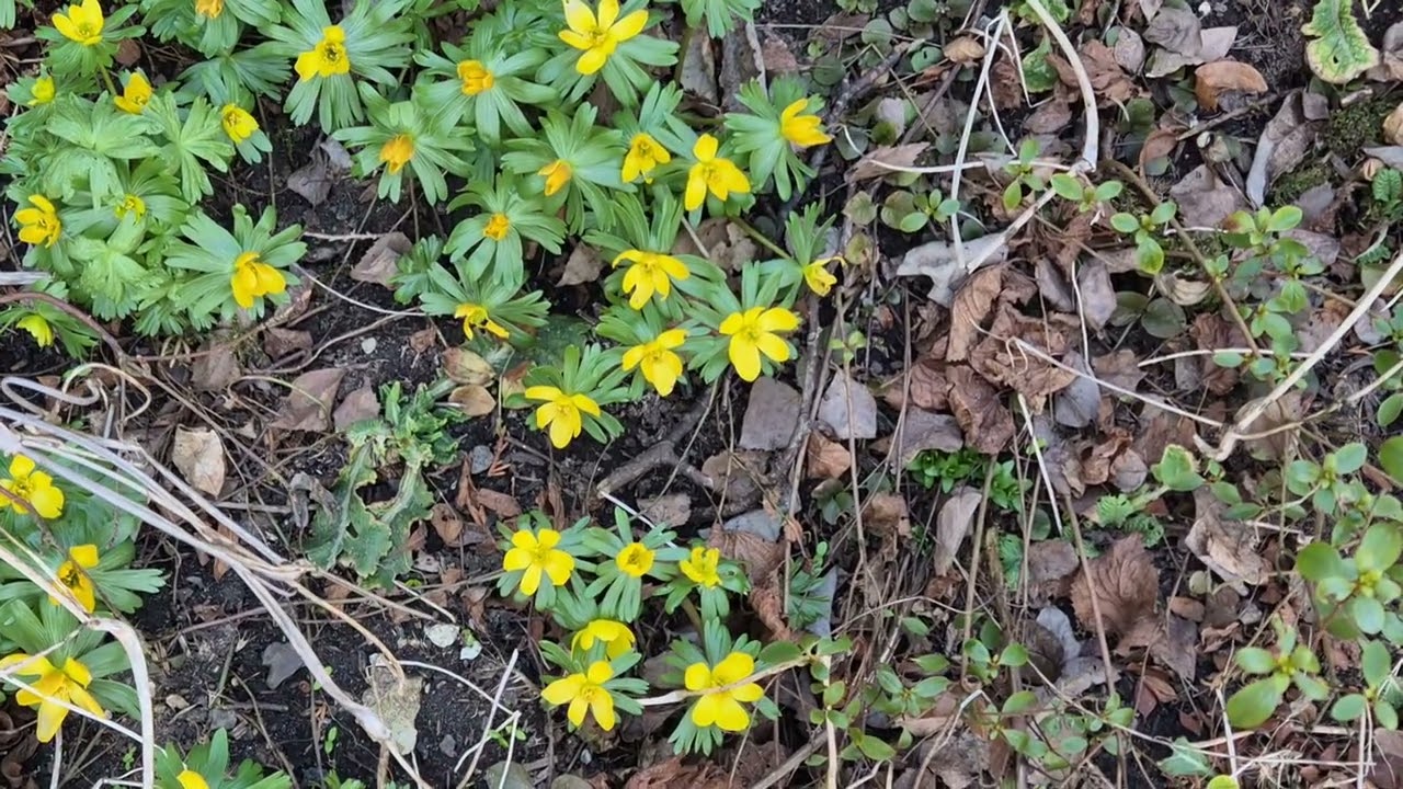 First Yellow Blossoms