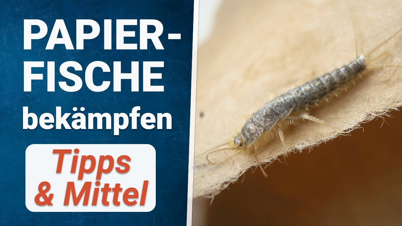 Papierfischchen bek&auml;mpfen 🚫 So wirst du Papierfische los!