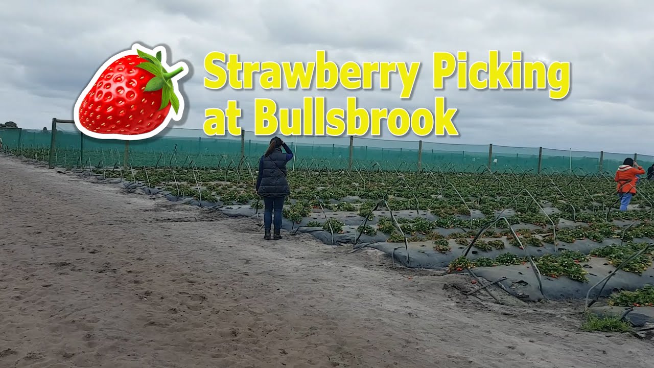 Strawberry Picking at Bullsbrook