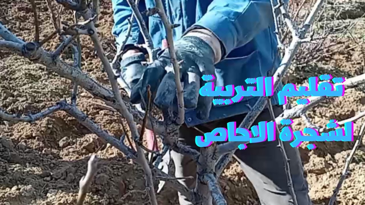 تقليم التربية لشجرة الاجاص او الكمثرى /Pruning of the pear tree
