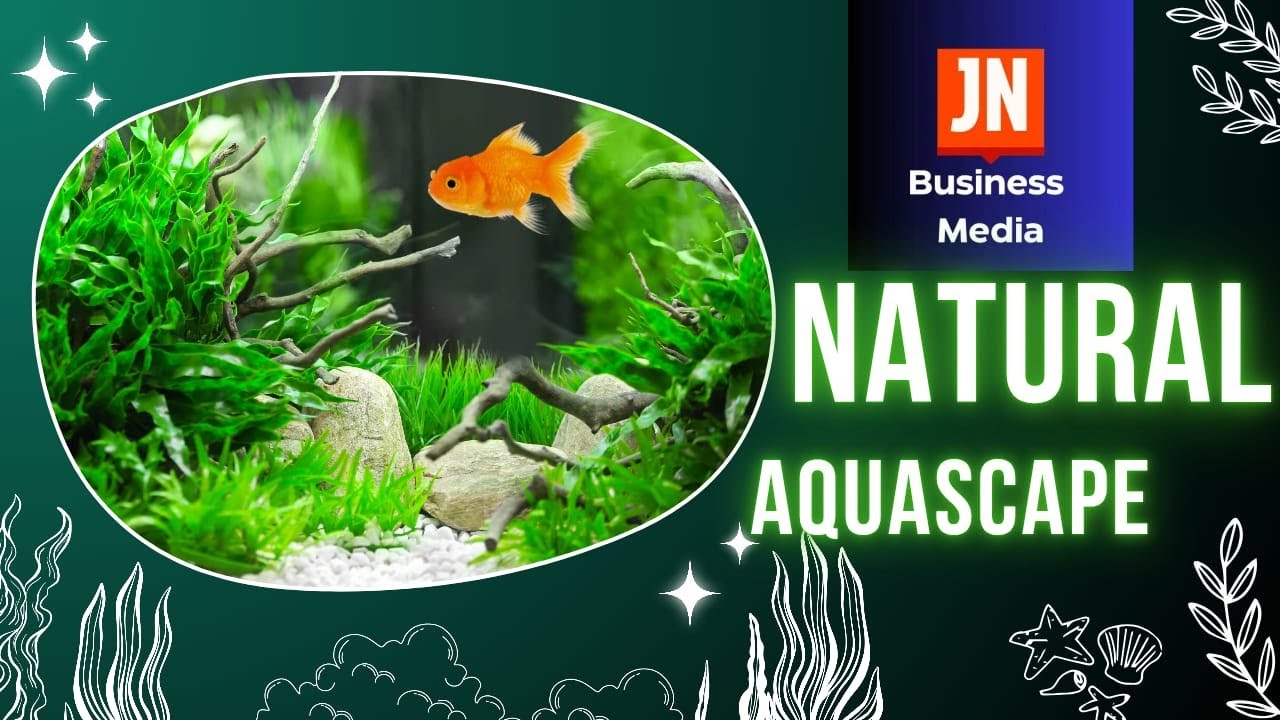 Natural Fish Tank Setup Zero maintenance 