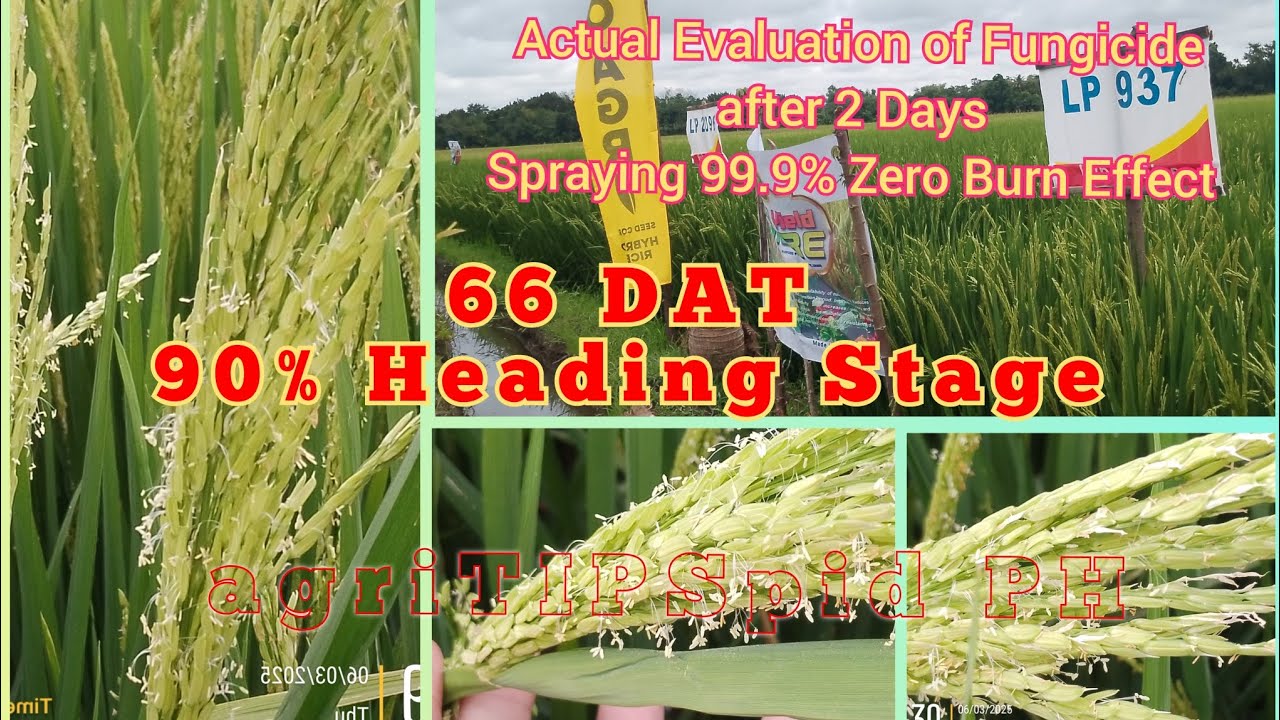Fungicide Zero Burn Effect|  experiment for (Sheaft Blight, Falsemut, Bacterial Panicle Blight)
