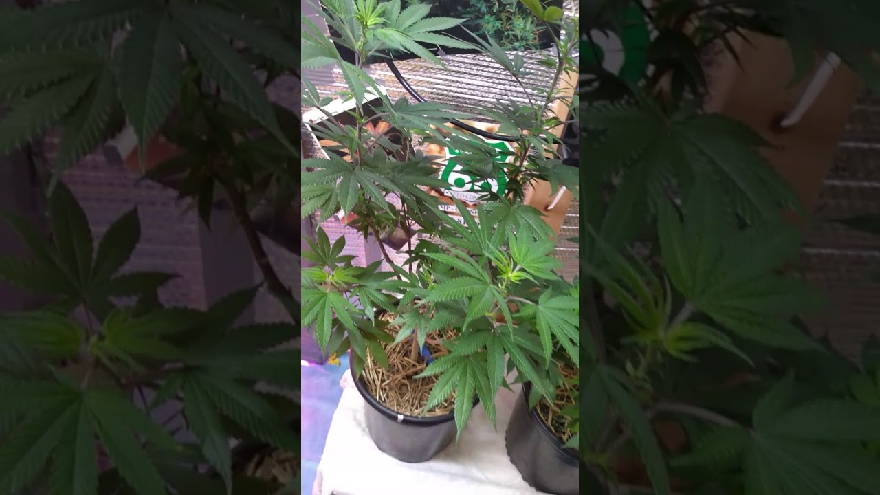 Two Black rhino keep em in veg.  #organiccannabis