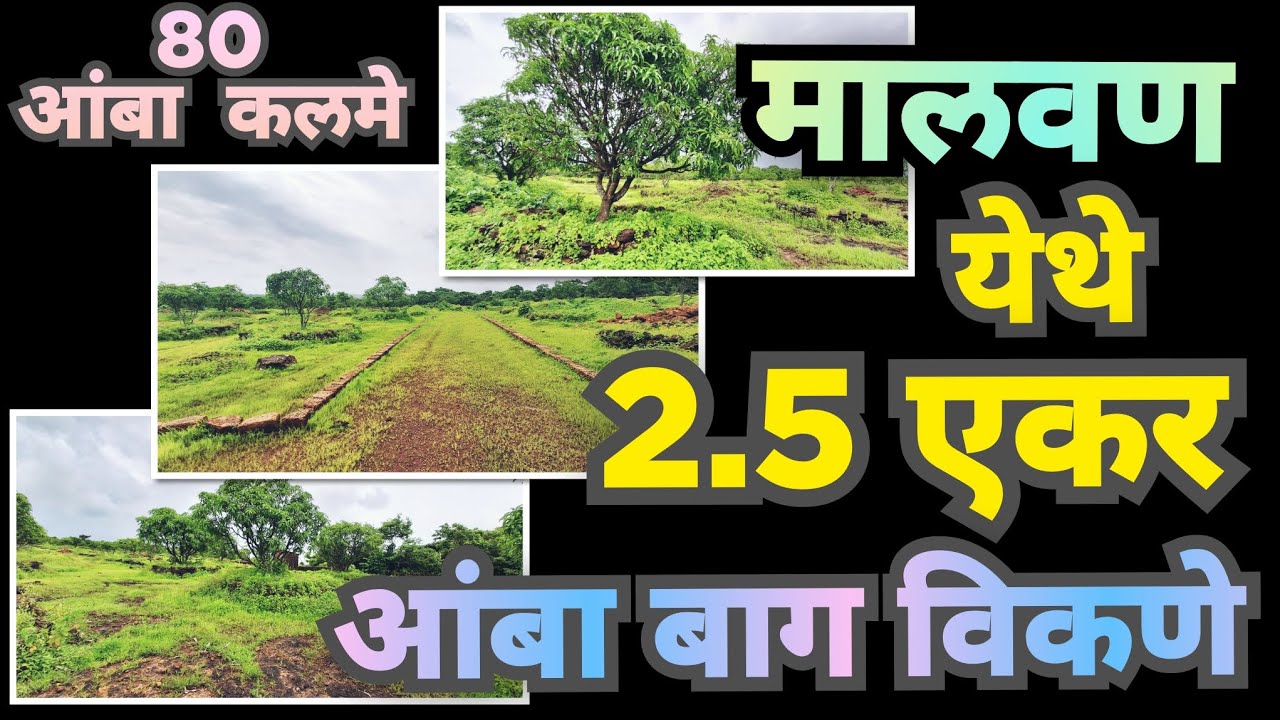 मालवण येथे  2.5 एकर  बाग  विक्रीस  उपलब्ध 