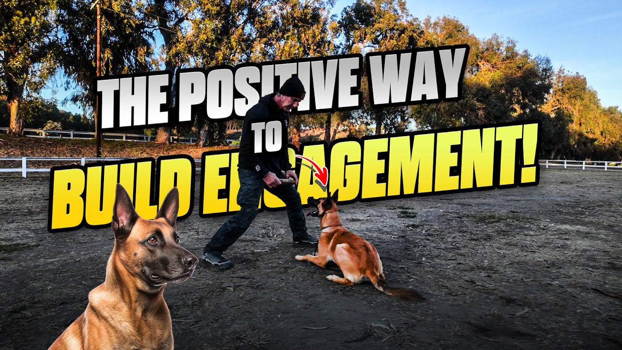 Get Your DOG to FOCUS on you 100% - NO DISTRACTIONS