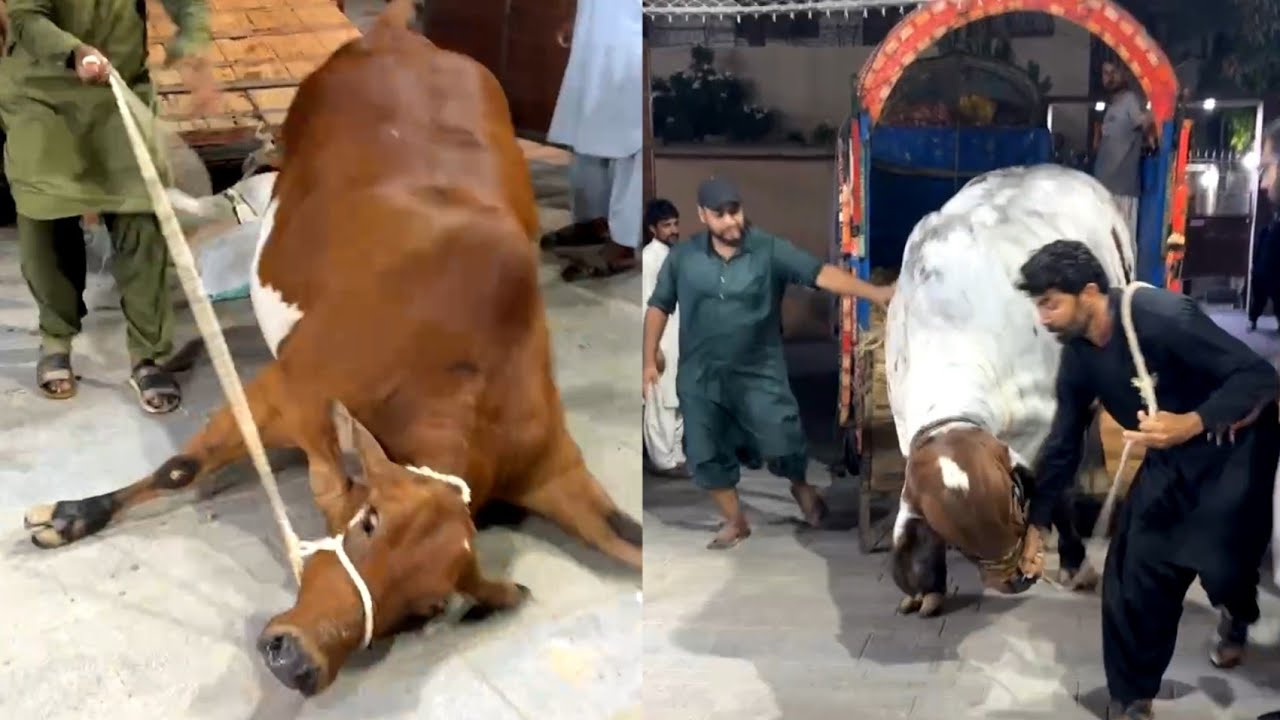 Unloading Live Surti Cattle ki Bachriyaan🤩Fine Cattle k Bachrey 🥰