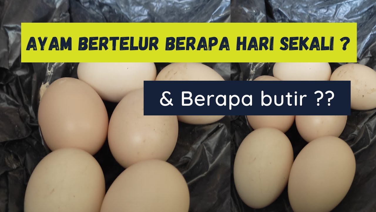 BERAPA BANYAK AYAM BERTELUR?