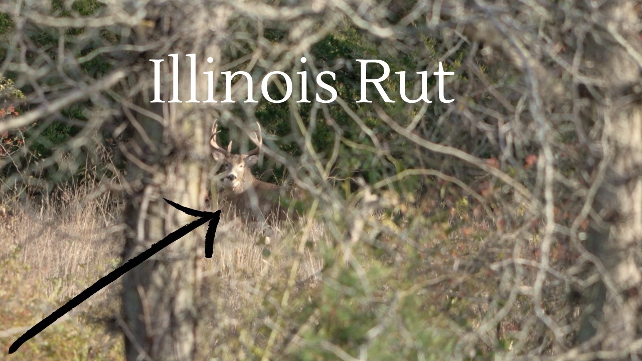 Bow Hunting Illinois Rut - Big Buck