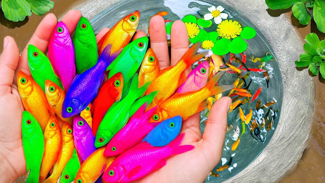 Поймайте красивых пресноводных аквариумных рыбок: гигантских разноцветных креветок, раков, угрей,...