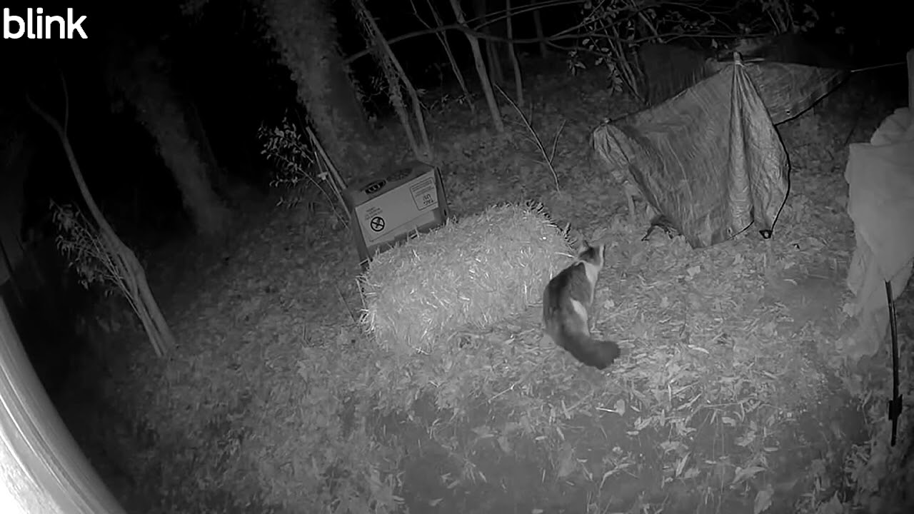 Cat shelter is moving along slowly. 1/6/26 #wildlifeentertainment #catvideos 