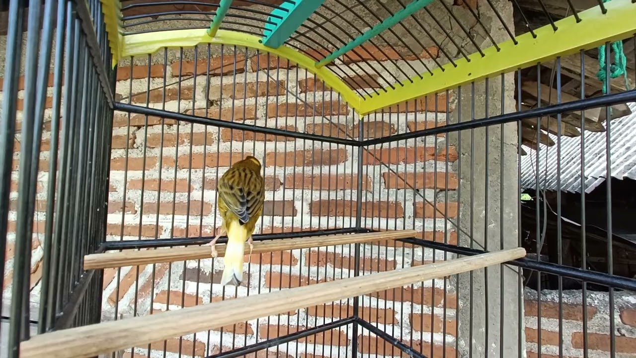 Burung  Andalan