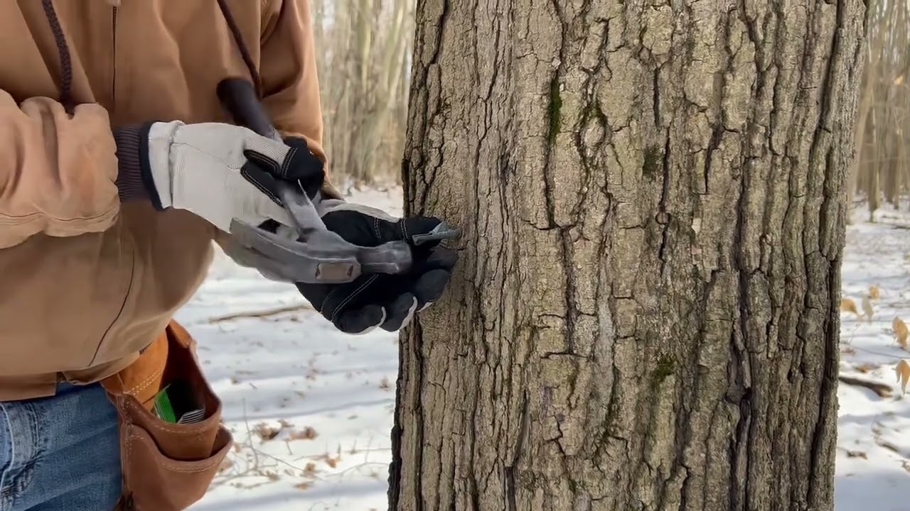 Tapping our Maple Trees! 