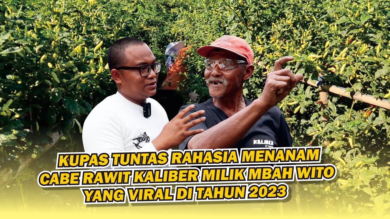 cara menanam cabe rawit kaliber dengan hasil yang memuaskan seperti Mbah wito