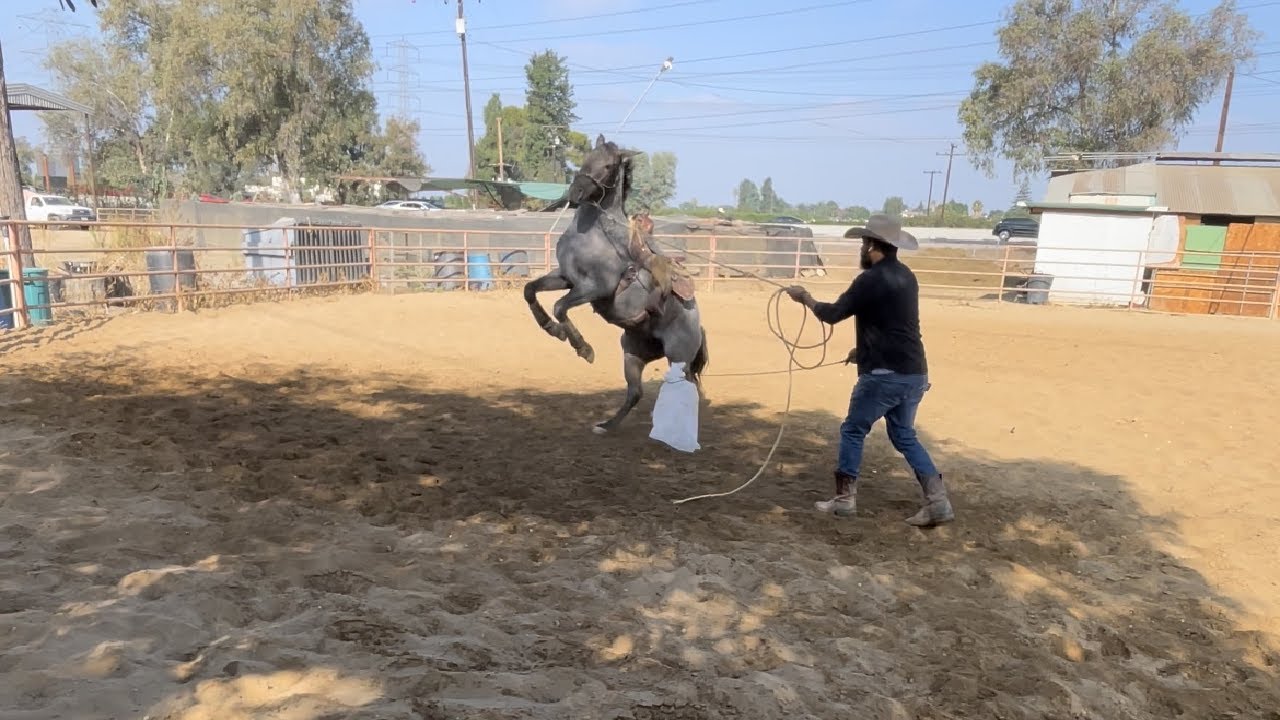 Como calmar a un caballo miedoso!! CABALLO MIEDOSO QUE REPARA: CABALLO SENSIBLE PARTE 1